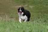 BORDER COLLIE 762